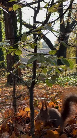 Cute red squirrel with fluffy tail standing among autumn leaves and looking directly into the camera lens in a park