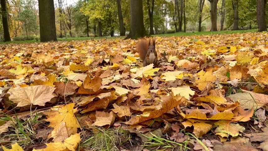 Cute red squirrel with fluffy tail standing among autumn leaves and looking directly into the camera lens in a park
