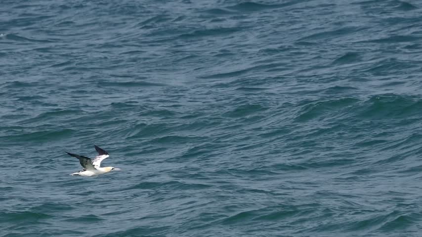 Gannet flying down the coast of norfolk half speed