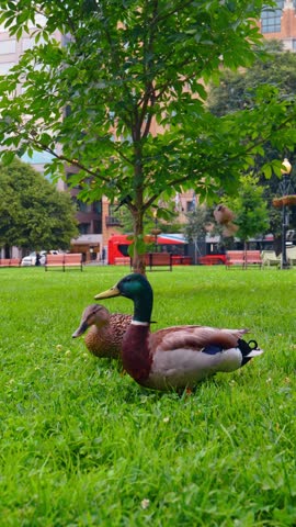 Canada geese resting on grass in an urban park in Washington DC. Two geese rest beneath a leafy tree, with people and buildings across a green lawn.