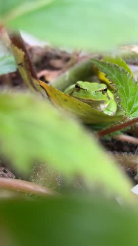 A small green tree frog resting peacefully among lush garden leaves in a natural environment