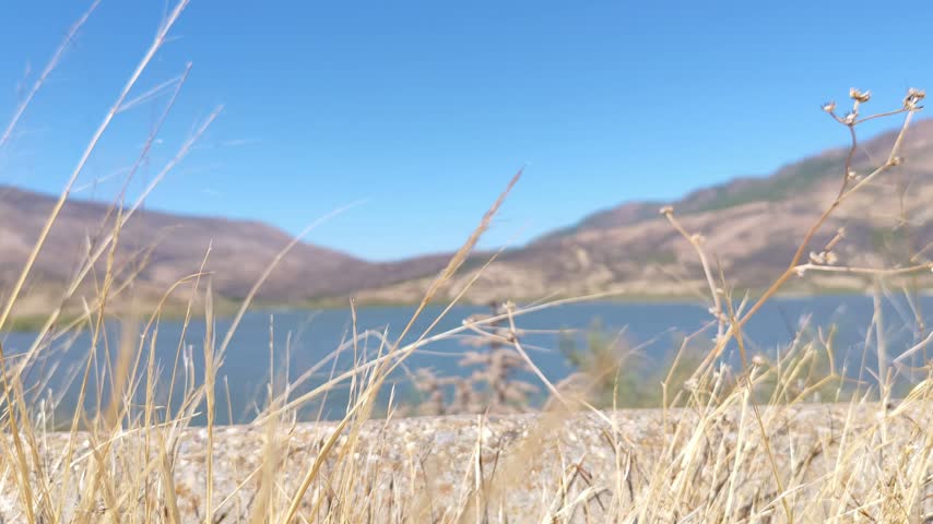 Golden dry grasses in the foreground with a dam lake and hills in the background on a sunny summer day