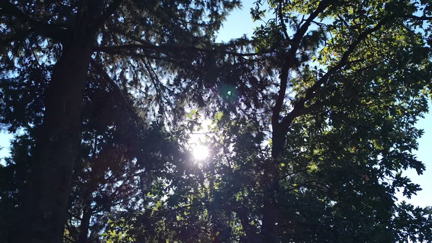 Sun shining through pine tree branches, low angle view looking up with sunbeams and lens flare