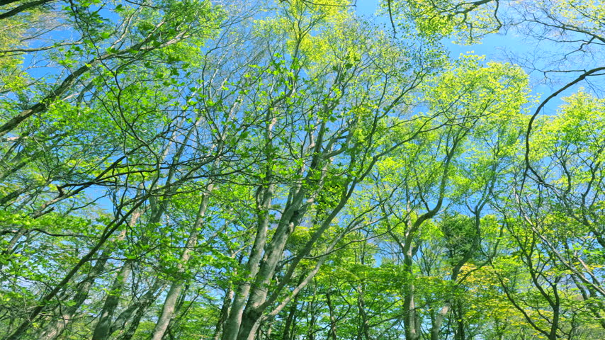 A beautiful forest scene featuring fresh green trees reaching toward the blue sky and sunlight filtering through the foliage.