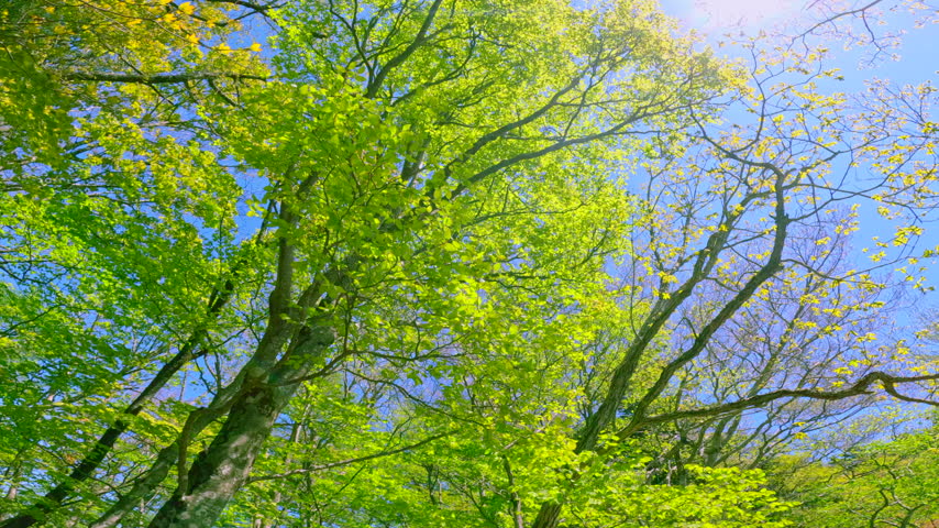 A beautiful forest scene featuring fresh green trees reaching toward the blue sky and sunlight filtering through the foliage.