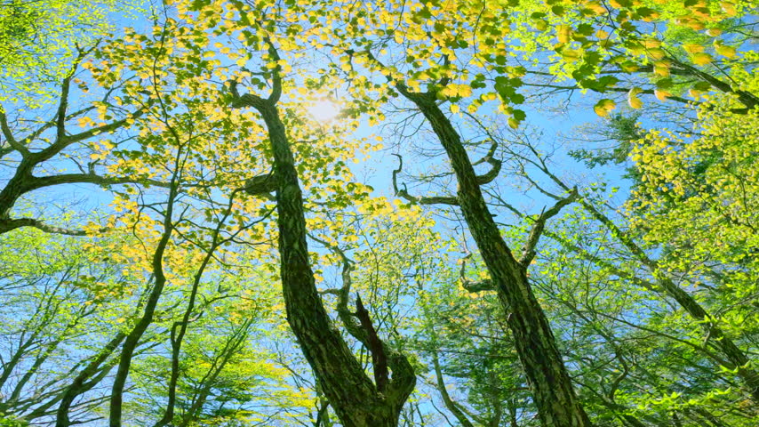 A beautiful forest scene featuring fresh green trees reaching toward the blue sky and sunlight filtering through the foliage.