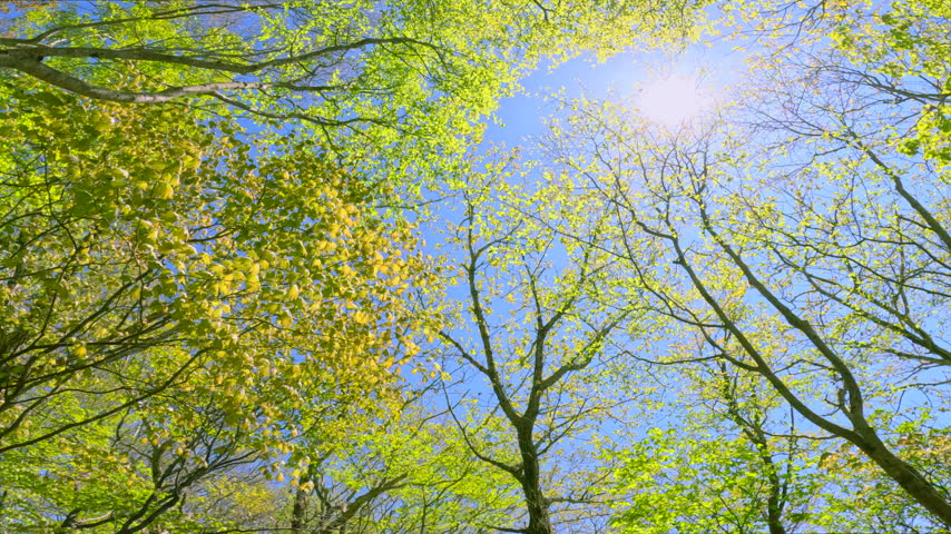 A beautiful forest scene featuring fresh green trees reaching toward the blue sky and sunlight filtering through the foliage.