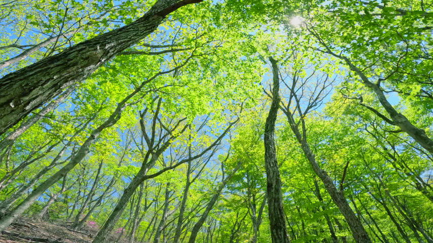 A beautiful forest scene featuring fresh green trees reaching toward the blue sky and sunlight filtering through the foliage.