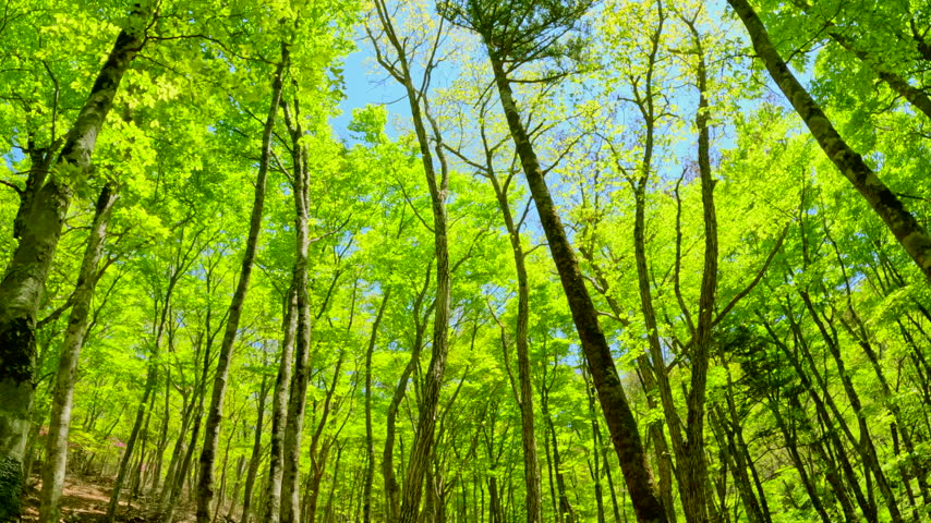 A beautiful forest scene featuring fresh green trees reaching toward the blue sky and sunlight filtering through the foliage.