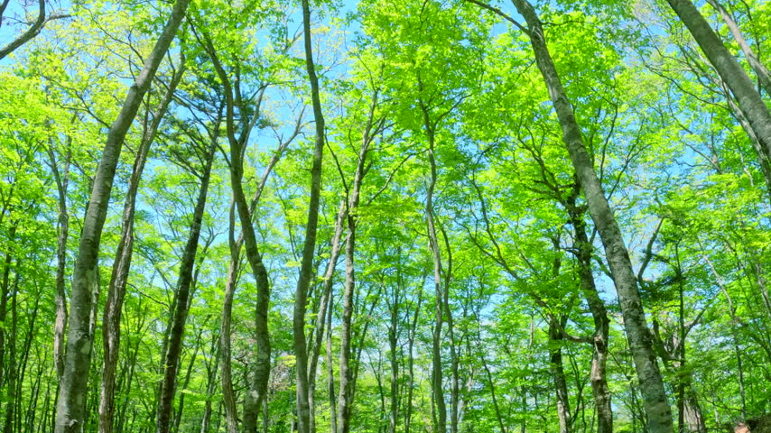 A beautiful forest scene featuring fresh green trees reaching toward the blue sky and sunlight filtering through the foliage.