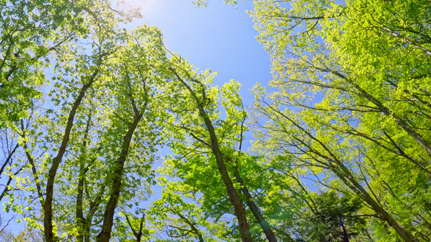 A beautiful forest scene featuring fresh green trees reaching toward the blue sky and sunlight filtering through the foliage.