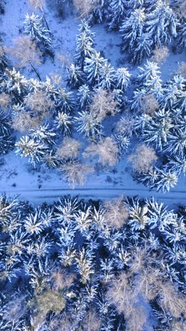 Country road in the snowy forest. Transportation in winter. Aerial view of Poland nature, Europe