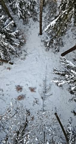 Lake and snowy forest in winter. Aerial view of nature in Poland.
