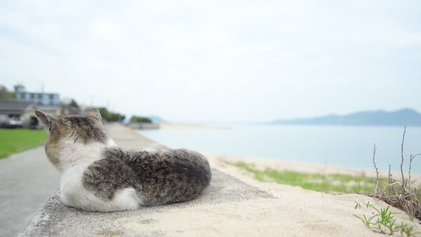 A Brown tabby-and-white cat relaxing by the seaside of Sanagi Island (Tadotsu, Nakatado, Kagawa, 2026, Apr.)