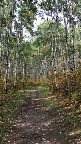 An autumn woodland path winding through trees with golden foliage and warm natural sunlight.