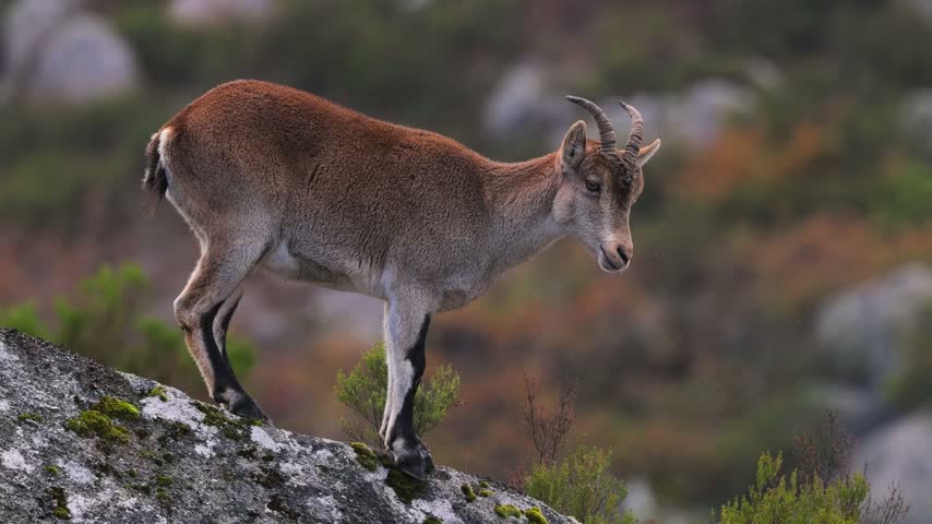 A wild ibex goat standing on a granite rock in a natural habitat.