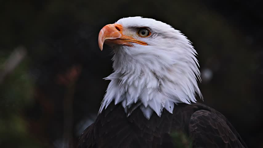 Close up shot of a majestic bald eagle with sharp focus on its head.