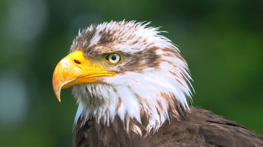 Detailed close up shot of a bald eagle head with natural green bokeh.