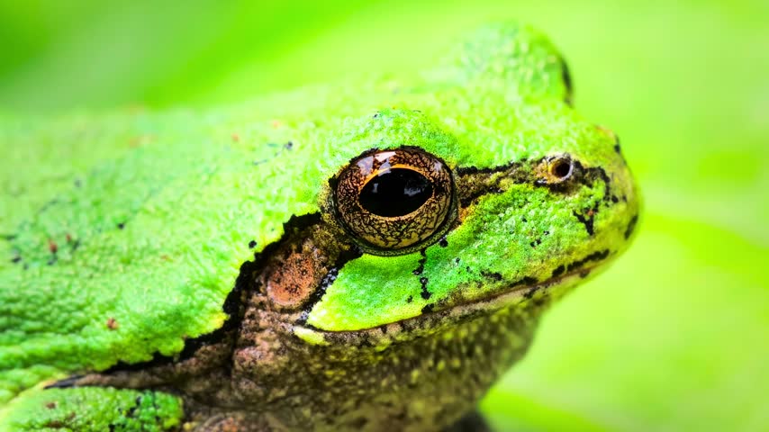 Extreme close up of a small green frog showing detailed skin texture.