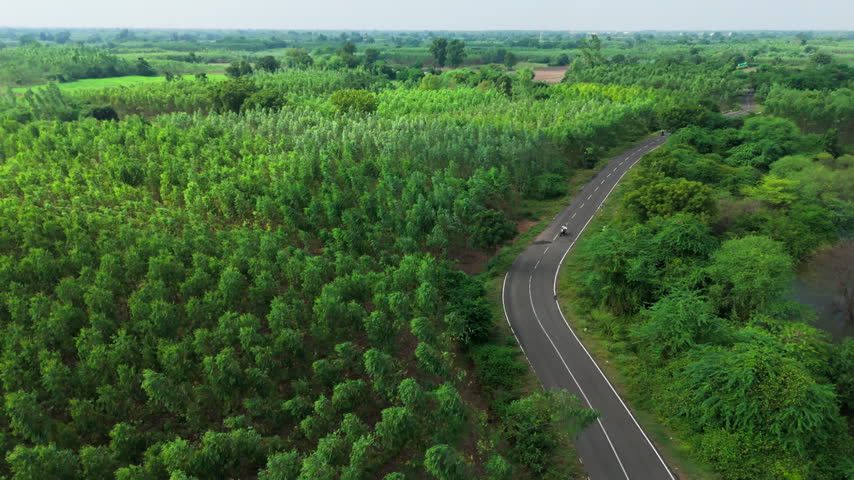 An aerial view sweeps across eucalyptus rows beside a curving rural road, revealing a pond surrounded by dense vegetation.