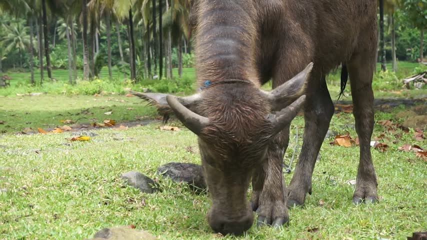 A buffalo is eating grass.