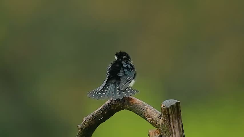 Small black and white bird with wet ruffled feathers perched on a curved tree branch against a dark green blurred background