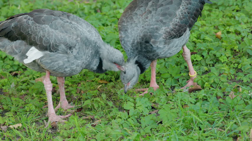 Two gray crested screamers forage for food among grass and ground cover.