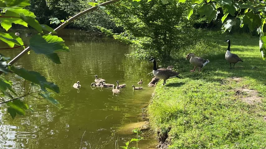 Family of geese with goslings swimming and resting along the grassy edge of a peaceful pond.