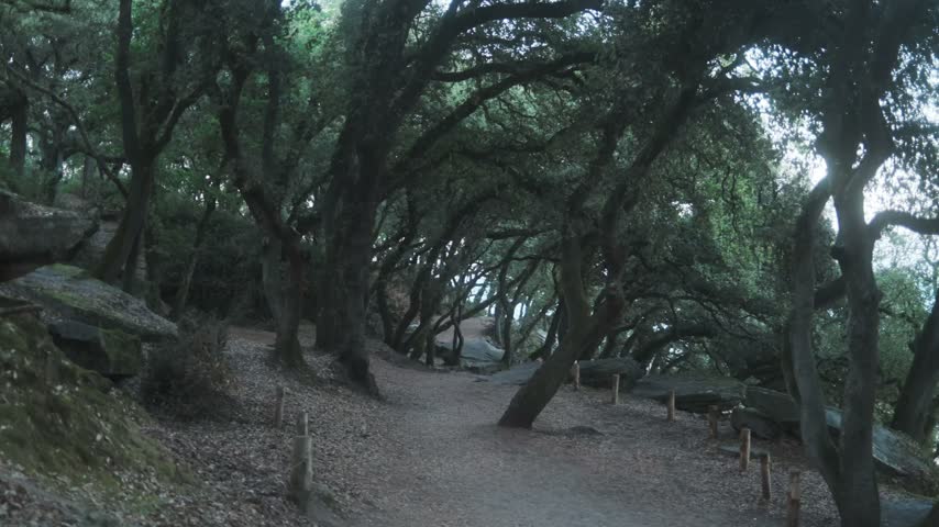 Forest trail winding through dense ancient trees and exposed rocks, creating a natural tunnel beneath the canopy.