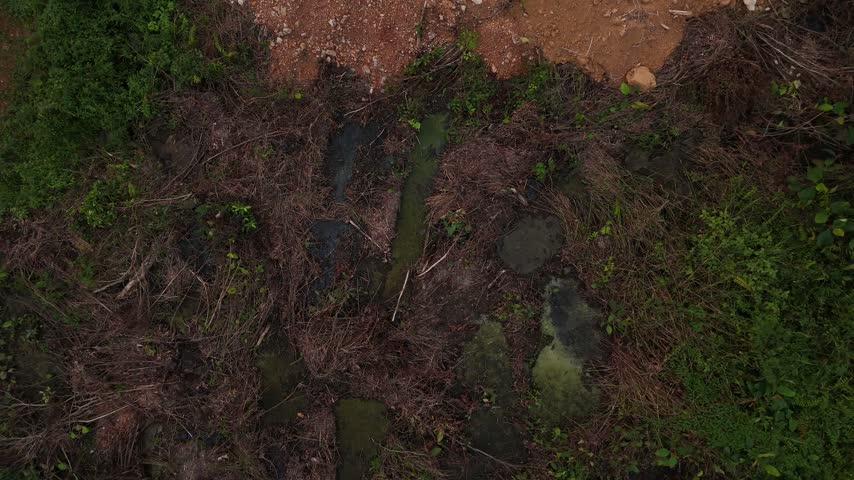 A view from above showing a muddy swamp and dense vegetation.