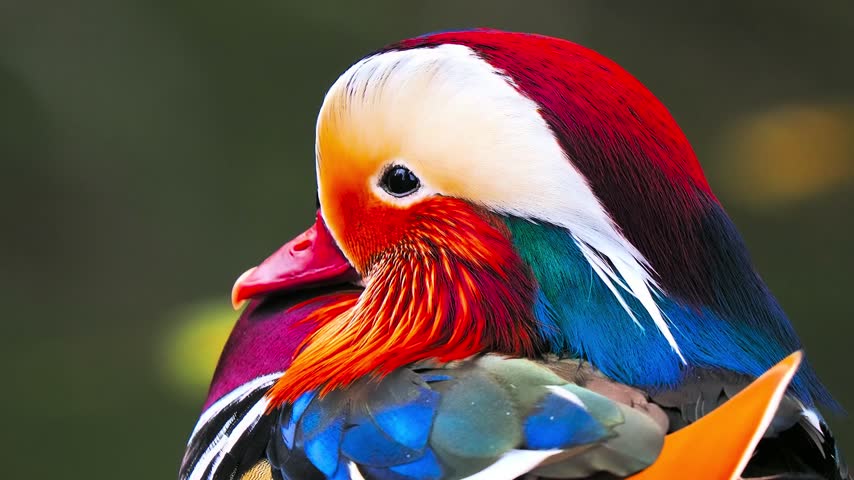 Close up portrait of a colorful male mandarin duck with vibrant plumage in a natural pond setting
