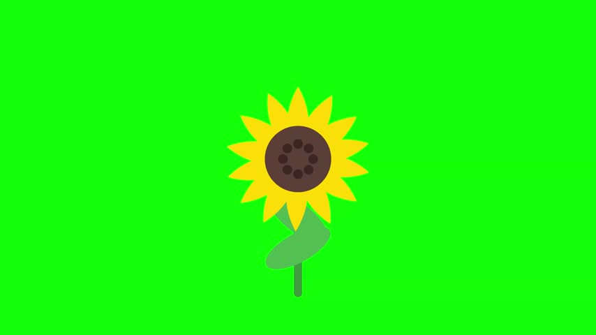 A flat graphic illustration of a yellow sunflower with a brown center and green leaves, set against a bright green chroma key background for video editing and design projects.
