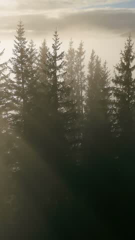 Sunbeams through spruce forest above a silent foggy mountain valley, aerial video frame with soft morning haze, silhouetted trees and layered hills