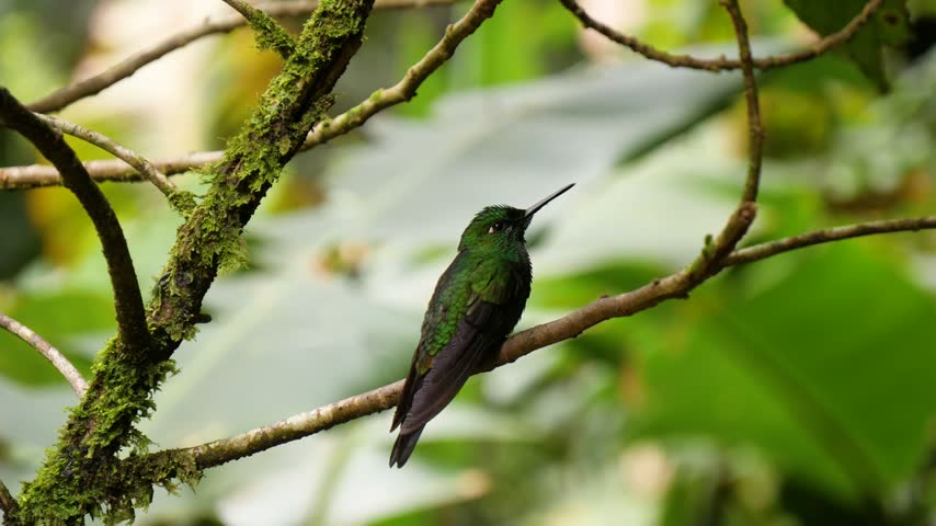 Green-crowned brilliant hummingbird perched on a tree branch in Costa Rica, looking around before defecating while perched.