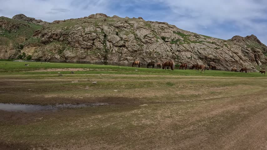 Herd of horses along the bumpy road in Mongolian steppe