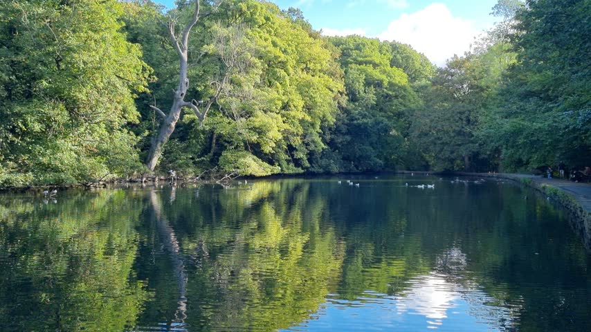 Park lake with stone edging, mature trees and a dead tree, with ducks, gulls and other birds on the water