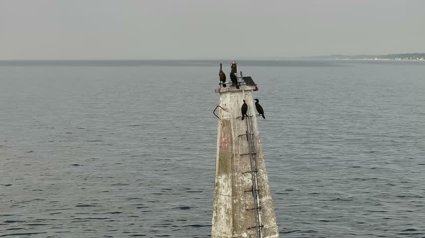 Birds hanging out on the outer lighthouse near Michigan City Indiana