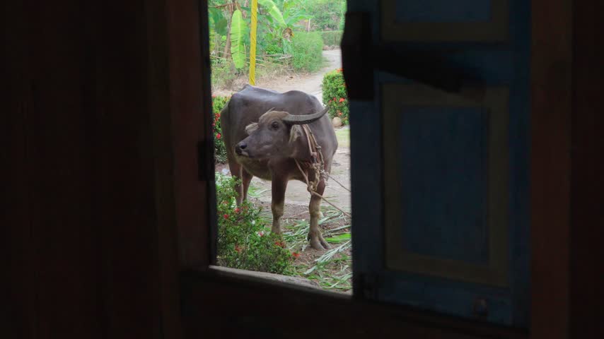 A buffalo standing outside a traditional rural house in a peaceful Indonesian village environment, viewed through an open doorway