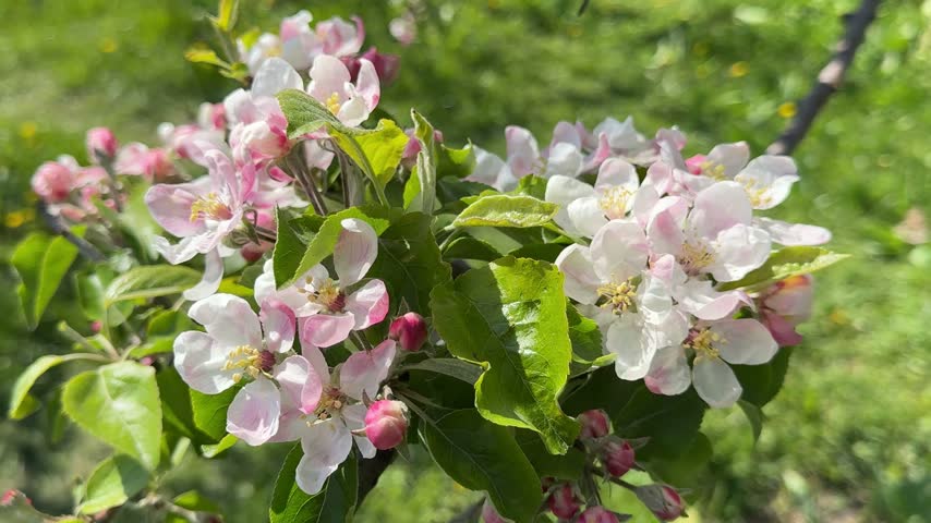 Spring apple blossom in orchard.