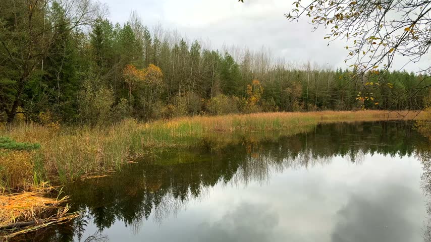 A wide view of a tranquil forest pond in late autumn. Still water reflects the cloudy sky and the contrasting colours of golden reeds and dense mixed evergreen and deciduous trees.