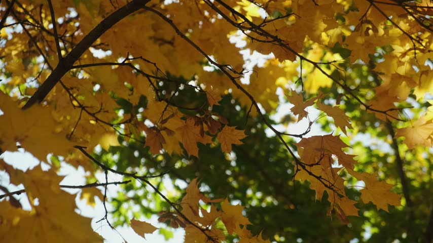 Autumn background, golden fall. Sun shines through branches of maple tree with autumn yellow leaves