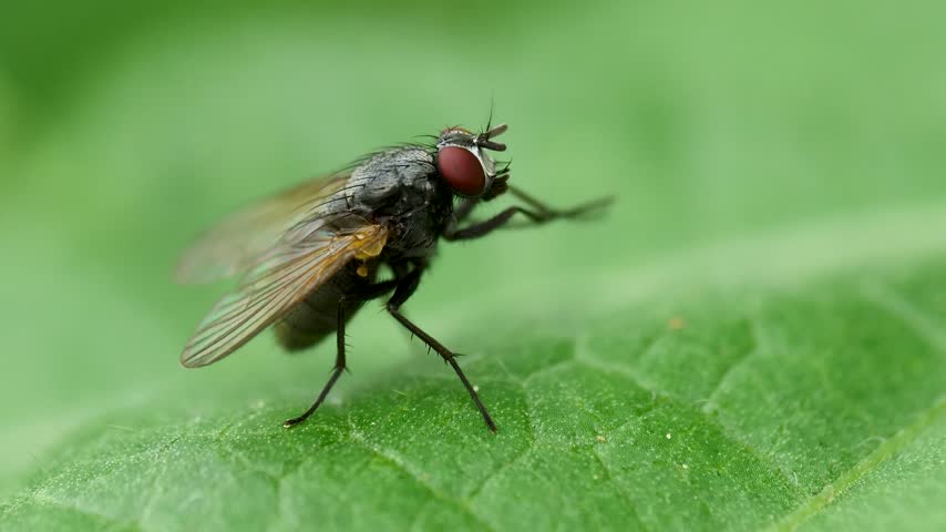 Close-up footage of black fly perched on green leaf.