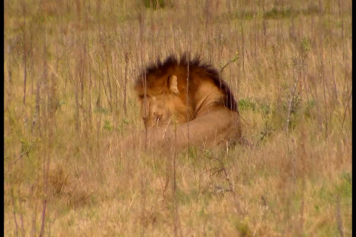 young male lion cleaning himself early in the morning