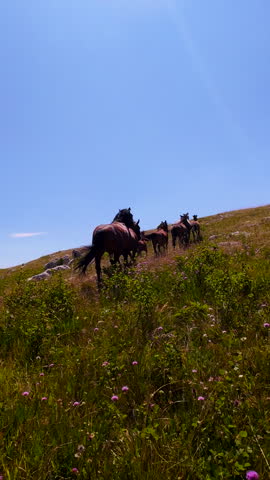 Wild Horses Galloping Across a Rocky Mountain Landscape on a Sunny Day