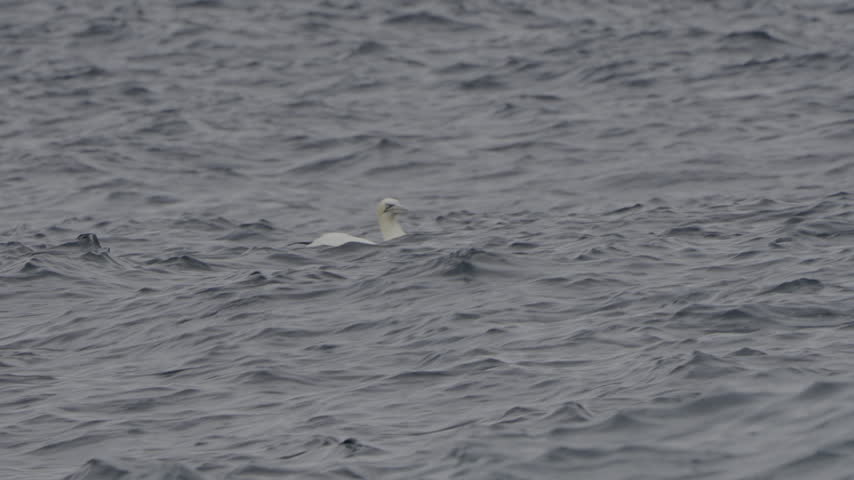 Northern gannet takes off from the water and then dives