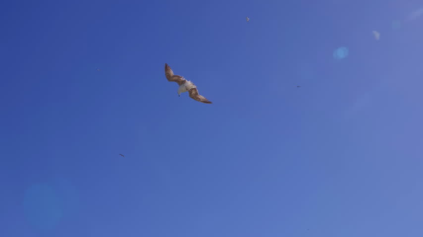 Seagulls Soaring High in a Clear Blue Sky