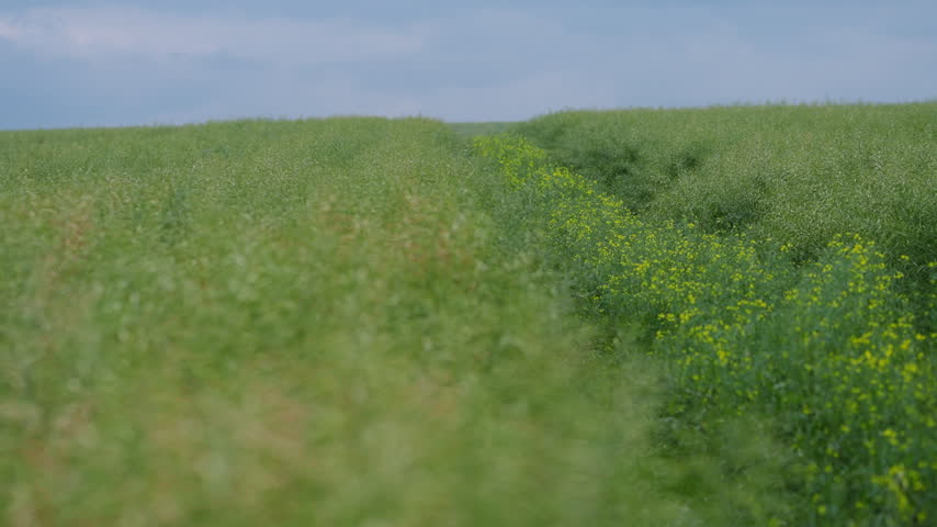 Yellow canola blossoms create a soft diagonal path through tall farm crops under a hazy grey sky in gentle slow motion.
