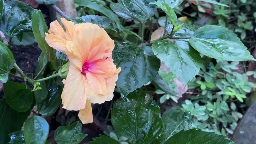 Top-down shot of a blooming orange double hibiscus flower with a vibrant pink center covered in fresh water droplets after rain.