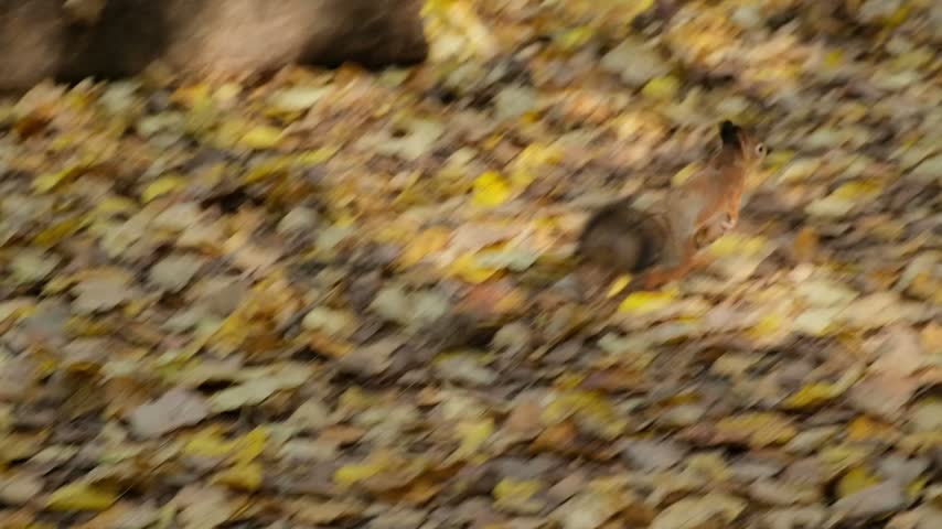 The squirrel runs away, jumps on the ground strewn with fallen autumn leaves, slow motion 120fps