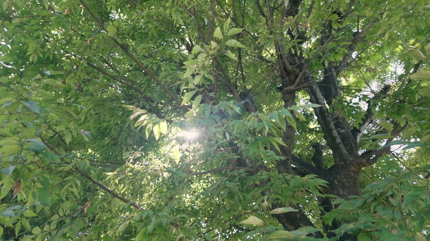 Sunlight shining through trees in slow motion